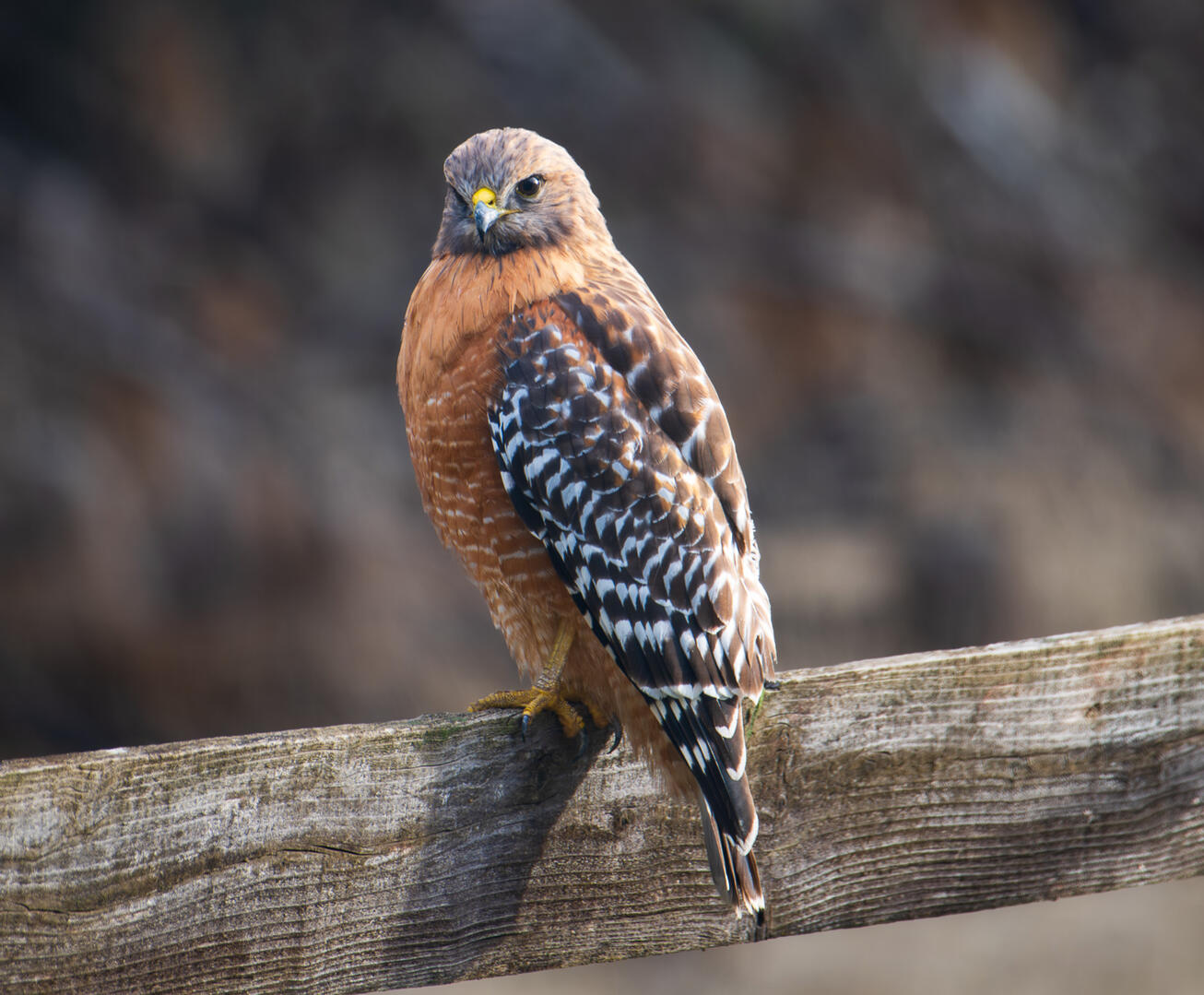 Red-shouldered Hawk