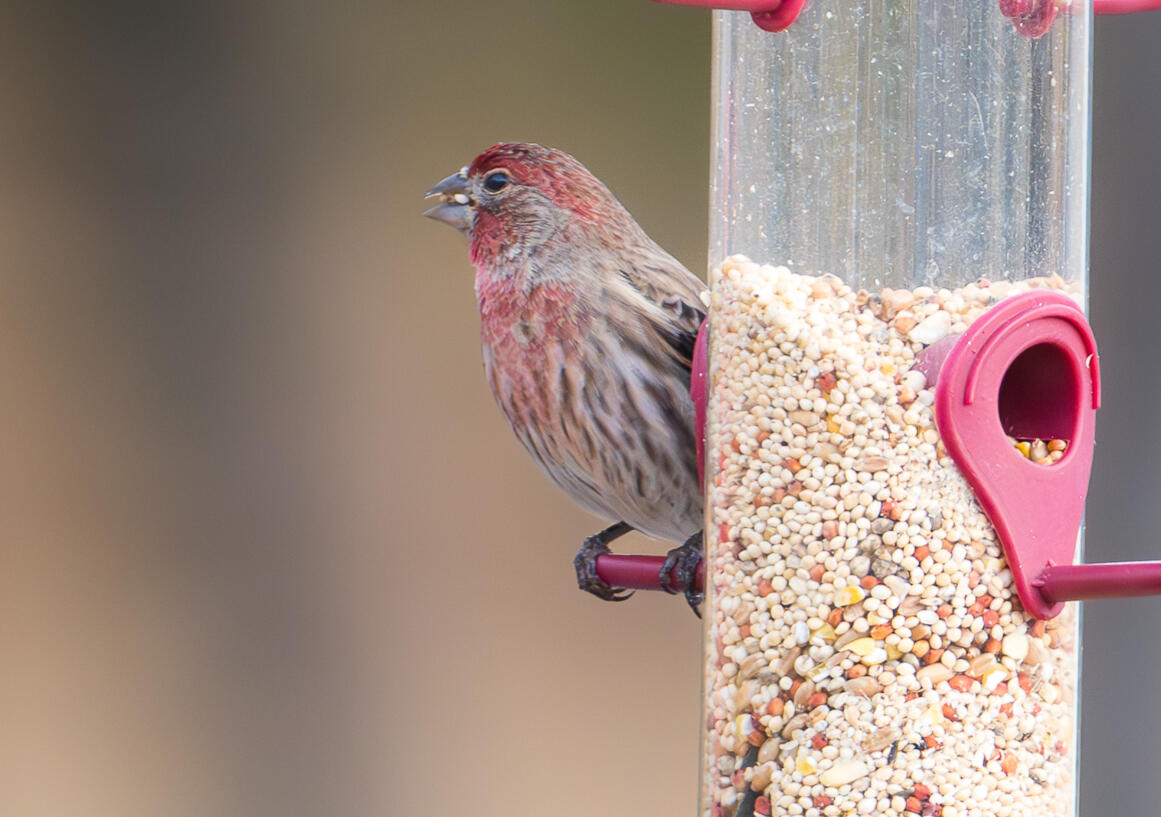 Purple Finch
