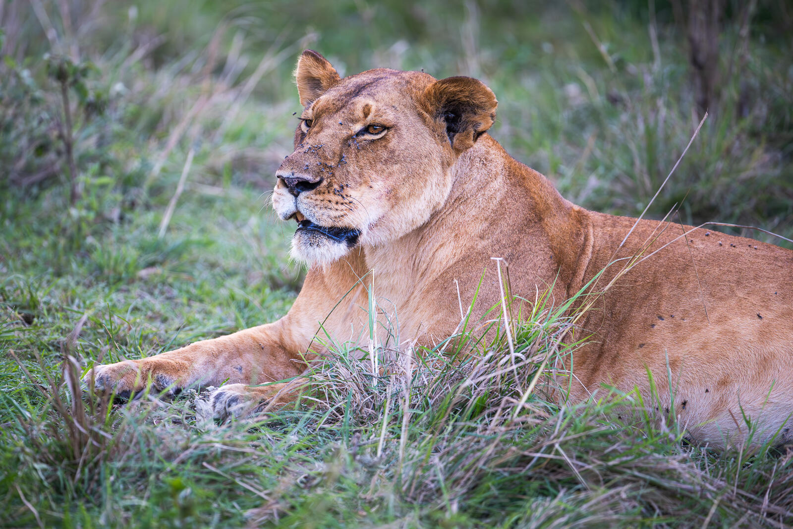 Lion, Masai Mara