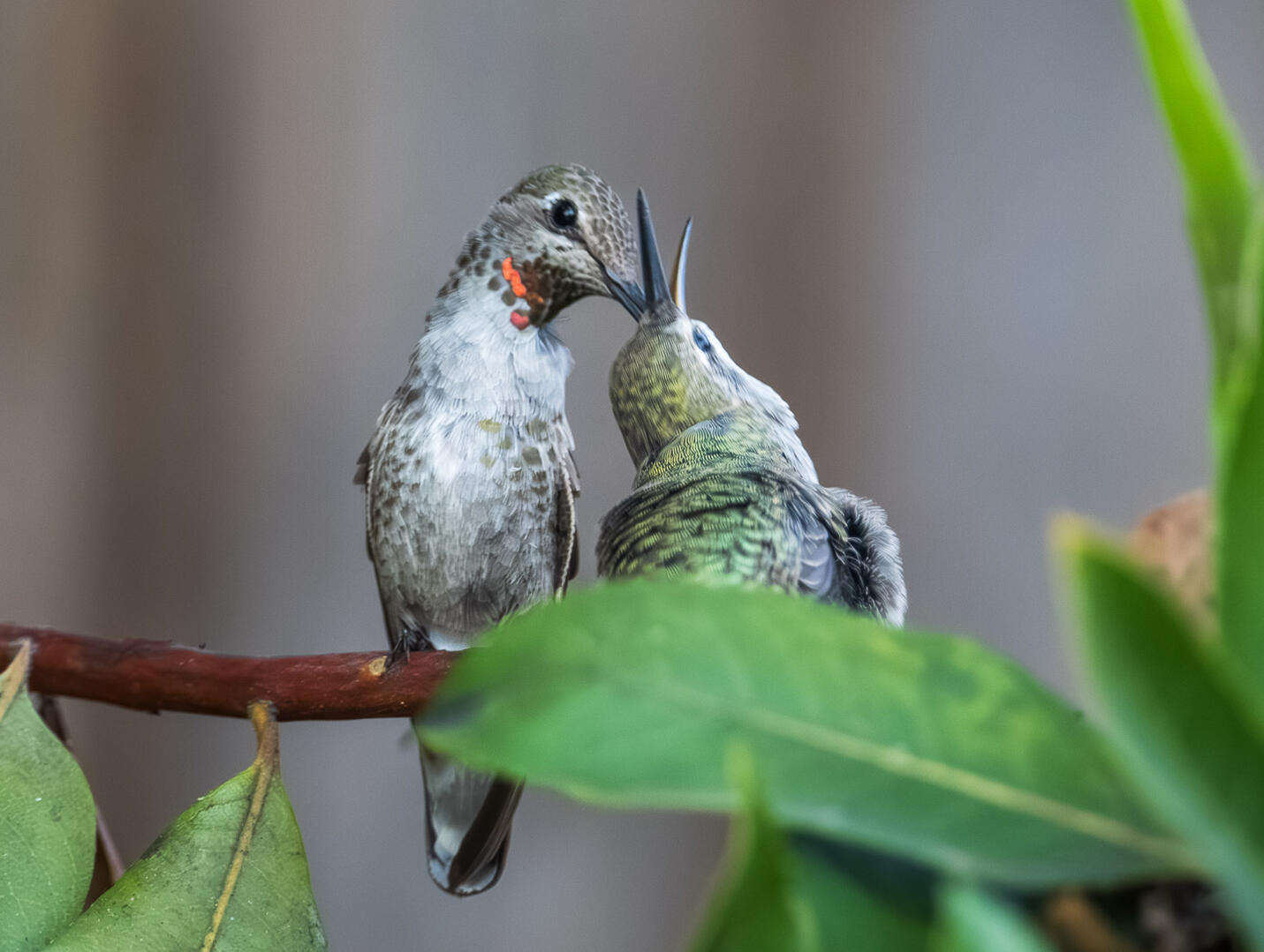 Humming Bird