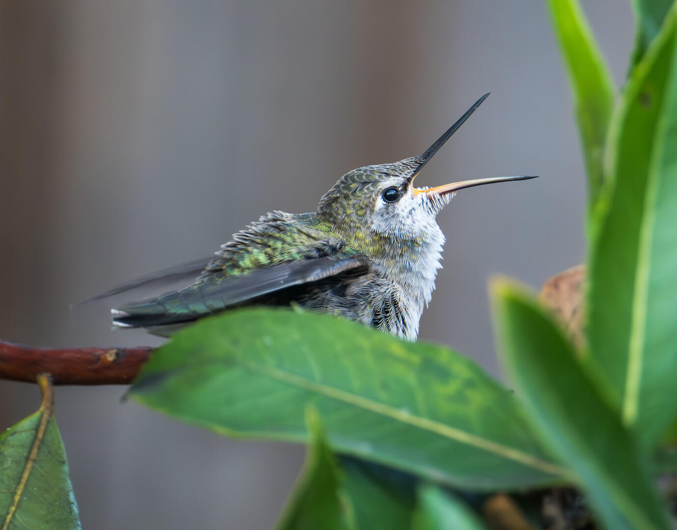 Humming Bird
